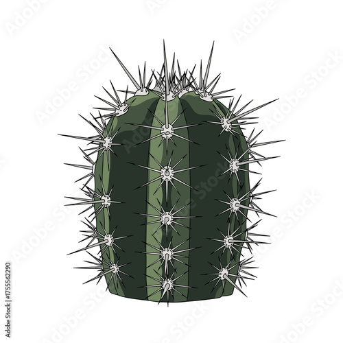 A prickly green barrel cactus stands tall against a white background displaying its sharp spines.