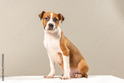 American Staffordshire Terrier puppy on a plain background