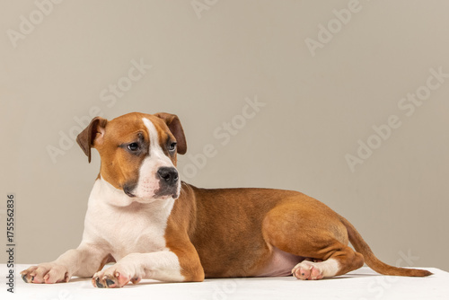 American Staffordshire Terrier puppy on a plain background