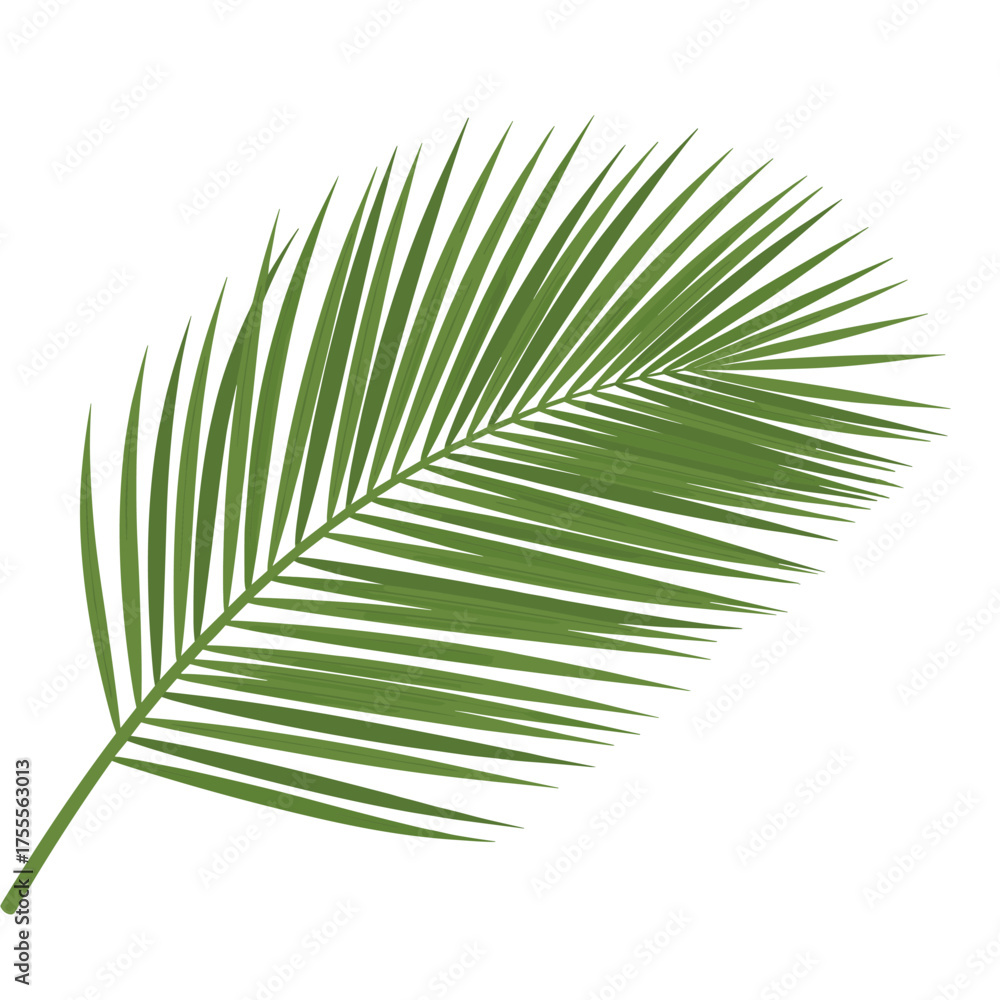 Obraz premium A single vibrant green palm frond showcases its delicate feathery leaves against a stark white background.