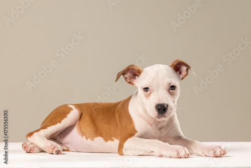 American Staffordshire Terrier puppy on a plain background