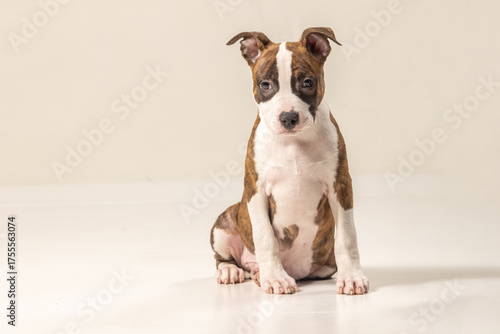 American Staffordshire Terrier puppy on a plain background