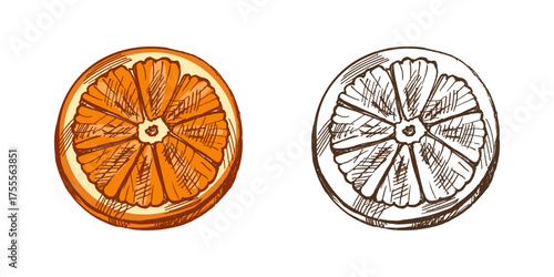 Hand drawn vintage sketch of orange slice with detailed texture and juicy pulp, color and monochrome citrus illustration