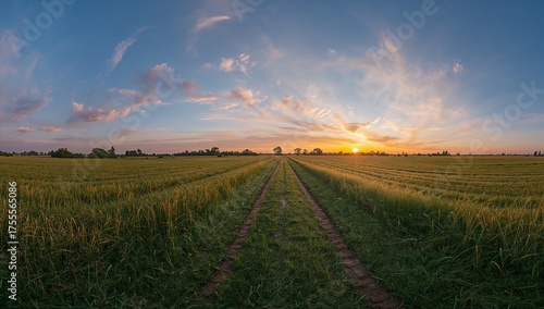 Fotografie Stunning sunset over golden wheat field with path leading into the distance, pea