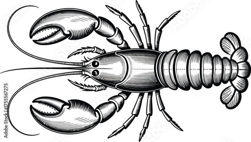 Detailed illustration of a classic lobster with prominent claws and segmented tail, presented in a vintage engraving style.