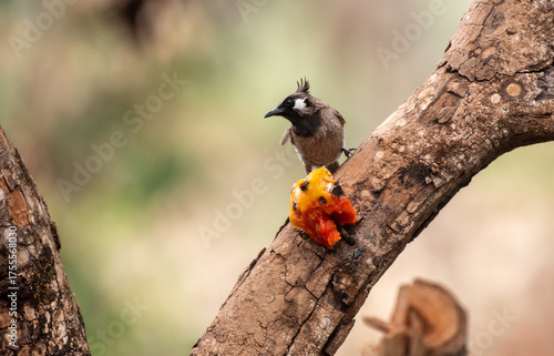 Himalayan bulbul bird perched on a branch with use of selective focus