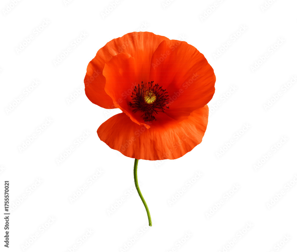 Obraz premium Vivid red poppy embracing the beauty of nature against a bold on transparent background