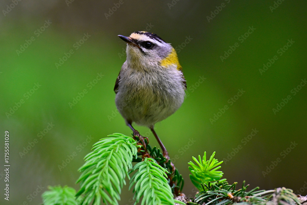 Naklejka premium Common firecrest // Sommergoldhähnchen (Regulus ignicapilla / Regulus ignicapillus)