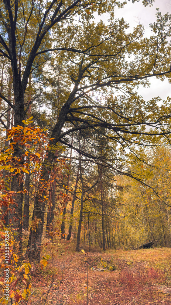 Fototapeta premium A tree with leaves on it
