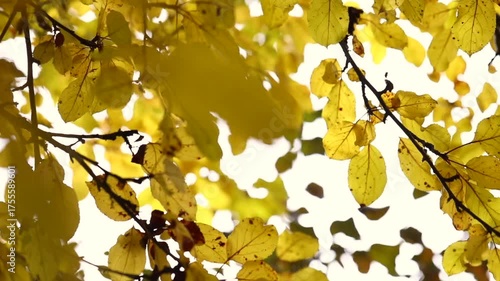 yellow leaves on a tree, autumn, change of season, golden foliage