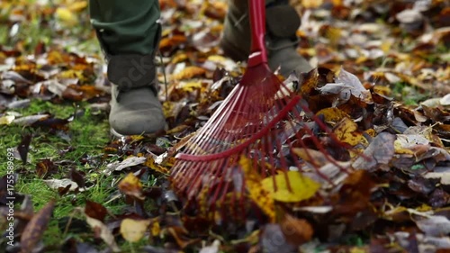 Raking fallen leaves, autumn gardening, caring for the environment