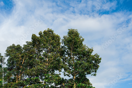 Beautiful green leaves blue sky nature background.