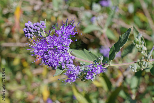 bluebeard or heavemly blue in bloom, Caryopteris ×  clandonensis