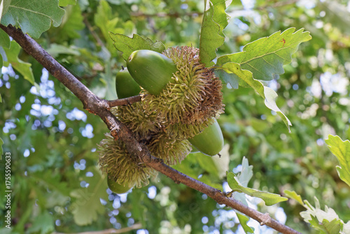 detail of the leaves and immature fruits of turkey oak.