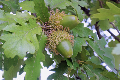 leaves and immature fruits of turkey oak, close up
