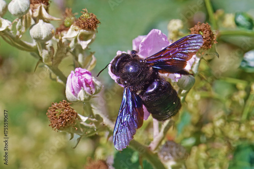 violet carpenter bee feeds the pollen of a flower of wild blackberry