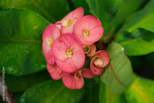 Euphorbia milii The leaves are spiky. Each flower has a petal opposite. Porcupine has many colors, such as red, yellow, pink, orange, white flowers are very resistant to stems with sharp thorns.