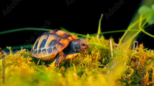 Photos Baby turtle in a wildlife conservation center hatchery for monitoring prior to r