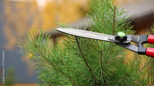 Forming the crown of coniferous trees, a man performing formative pruning of a pine tree using garden shears, landscape design