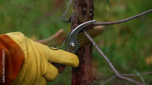 Pruning and shaping pine trees with pruning shears, hands in gloves pruning green pine branches.
