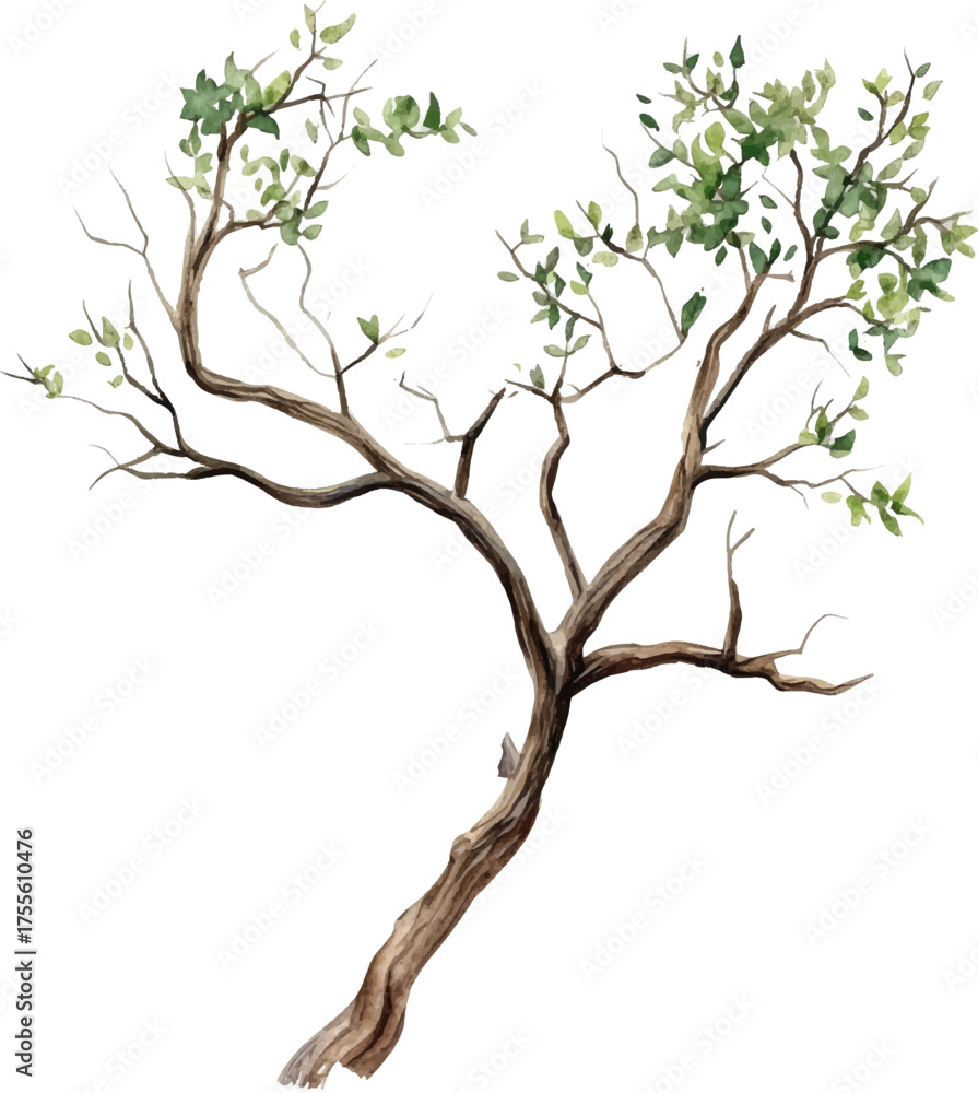 Fototapeta premium Watercolor, a simple illustration of a dry tree with green leaves, in a clip art style, on a white background.