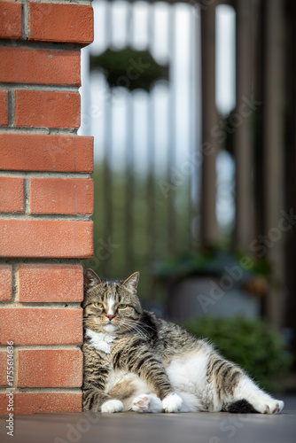 The cat sits leisurely on the street terrace, leaning against the corner of the house.