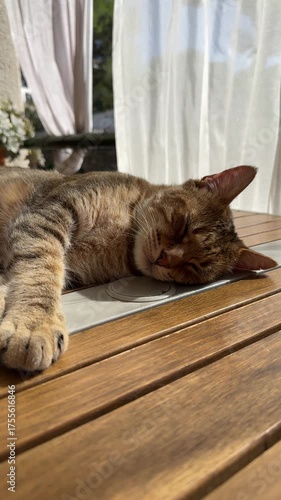 Close up of head of domestic cat on woody table on sunbeam at warm summer morning. Cute Beautiful home cat is sleeping and breathes calmly. Adopted animal has become happy lovely pet. Vertical video