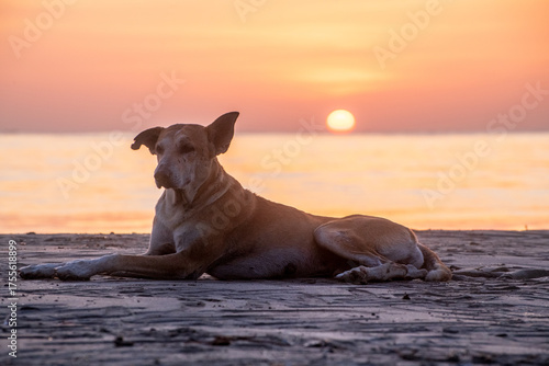 Dog on the beach