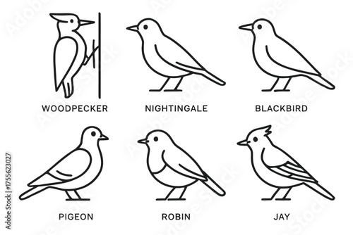 Outline illustrations of woodpecker, nightingale, blackbird, pigeon, robin, and jay