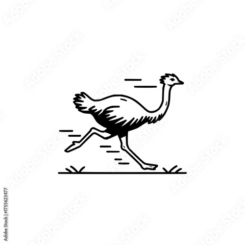 Running ostrich vector illustration african wildlife bird outline drawing fast animal emu silhouette design art