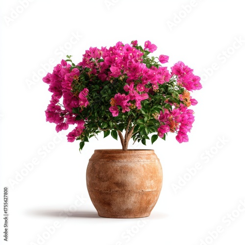 Wallpaper Mural Small Bougainvillea Shrub Pot White Background Torontodigital.ca