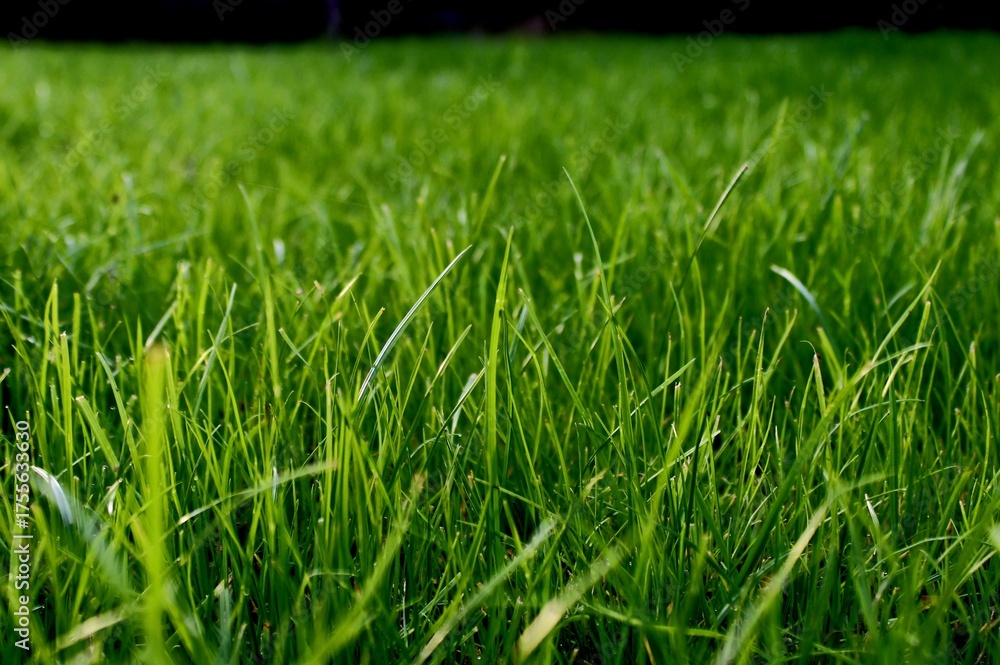 Fototapeta premium green grass background