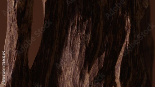 Close-up video of agarwood tree trunks showing the deep textured layers of each wood grain. Video for advertising