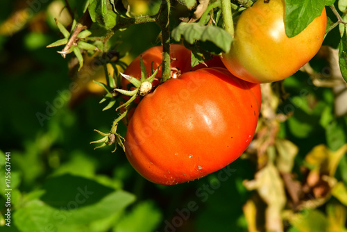 tomato plant with ripe and unripe fruits