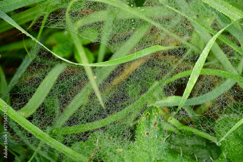 spider web with dew drops on a grass