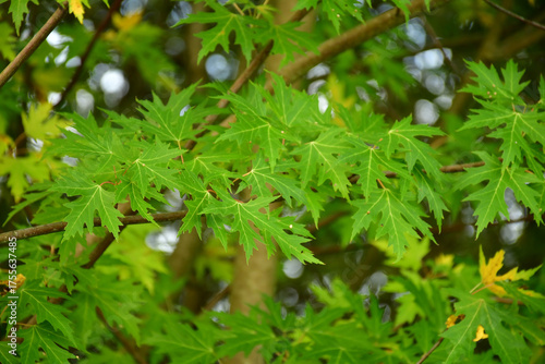 silver maple with leaves in a closeup