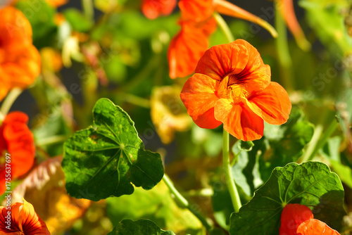 garden nasturtium with flower, herbal medicine and salad