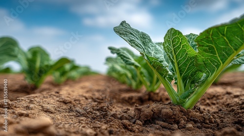 Alternate crops seasonally to renew nutrients, control pests, and preserve soil vitality, ensuring sustainable, high-yield farming practices.
