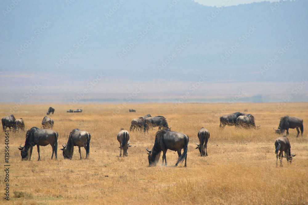 Obraz premium Africa, Tanzania, Ngorongoro, gnus closeup
