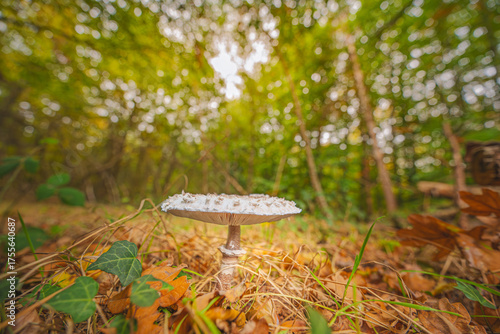 A beautiful mushroom in the forest