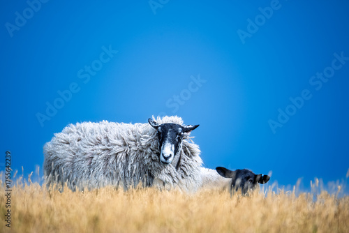 Two sheep on the Scottish fields