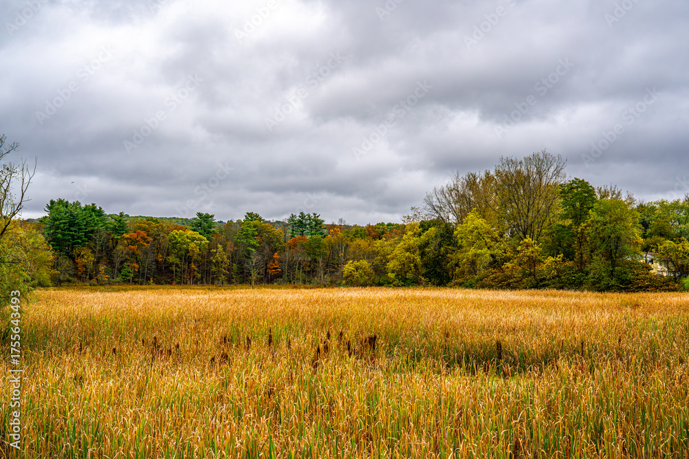 Fototapeta premium Autumn Landscape with Trees and Clouds