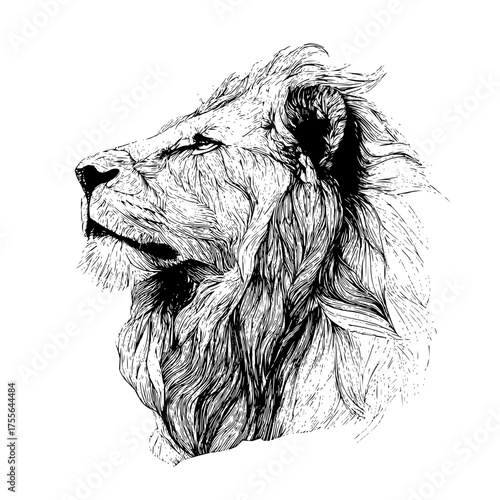 Lion head illustration black and white drawing of a majestic african animal wildlife king of beasts artwork art