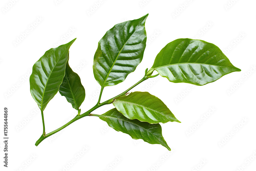 Fototapeta premium Shiny leaves cluster from a branch against a dark background