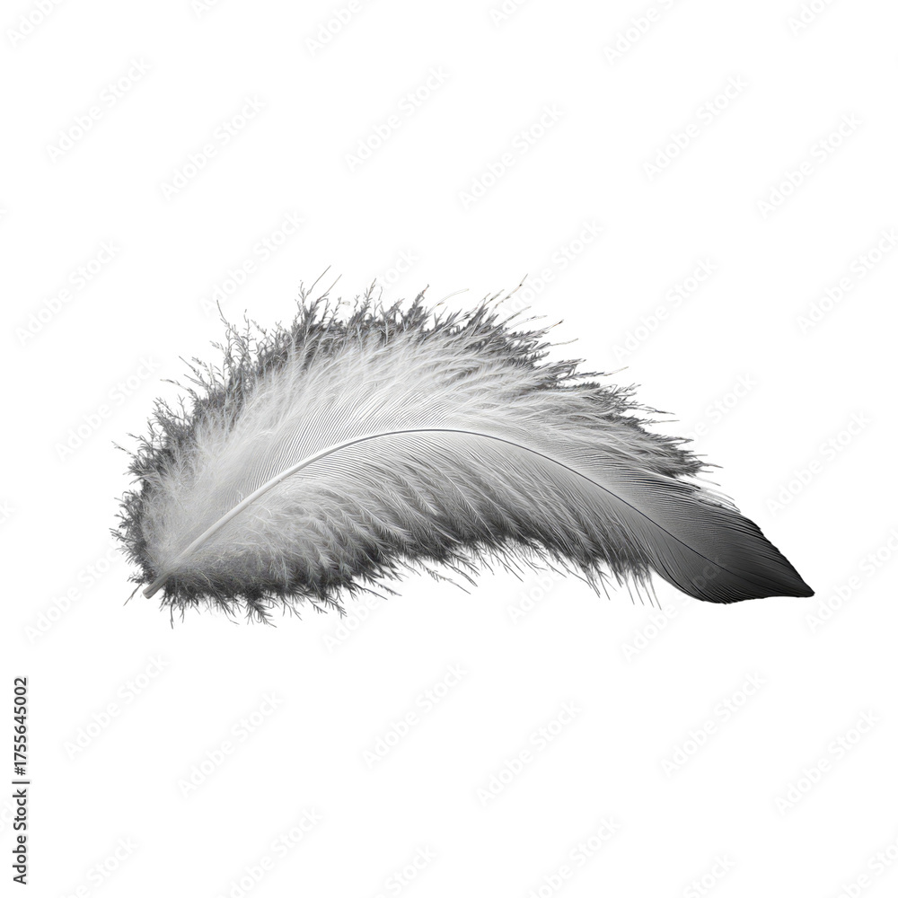 Obraz premium Delicate white feather isolated on black