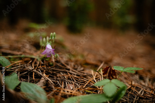 Photography A delicate purple bellflower and buds growing on the forest floor, contrasting with the bed of brown pine needles and green leaves, captured with shallow depth of field