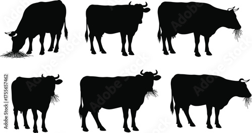 Black cow silhouettes standing, grazing, chewing hay, farm livestock animals, cattle farming, dairy agriculture, rural pasture, domestic animals, vector illustration