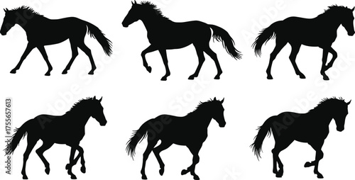 Horse silhouettes walking trotting poses, black equine vector illustration, animal gait study, horse movement design, equestrian clipart, wild mustang art