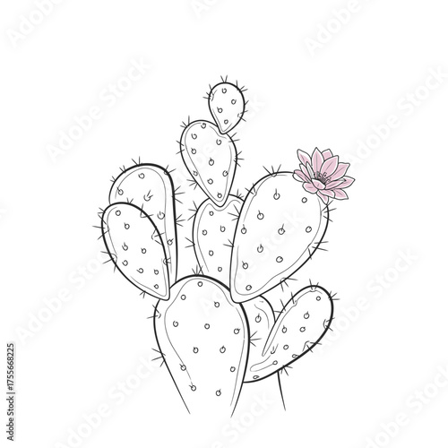 A delicate line art illustration of a prickly pear cactus with a soft pink flower, isolated on white background, showcasing minimalist botanical beauty and desert flora