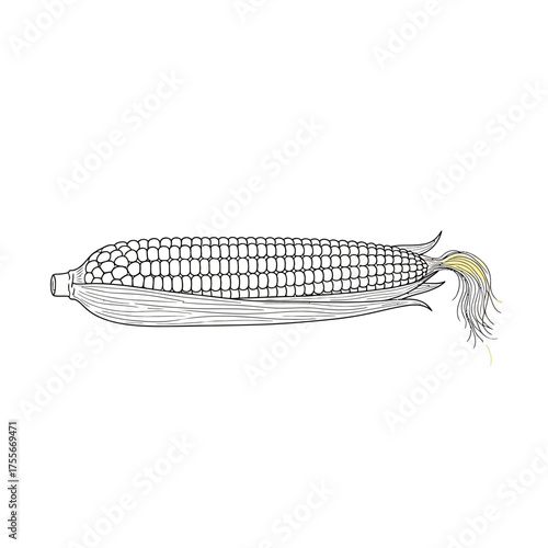 Illustration of a ripe ear of corn, isolated on white background the corn is drawn in a vintage style, with detailed kernels and husks, evoking a sense of harvest